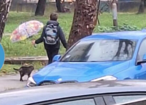 MALI VELIKI ČOVJEK Dječak iz Čačka držao kišobran mačku koji ga je pratio od škole do kuće (FOTO)