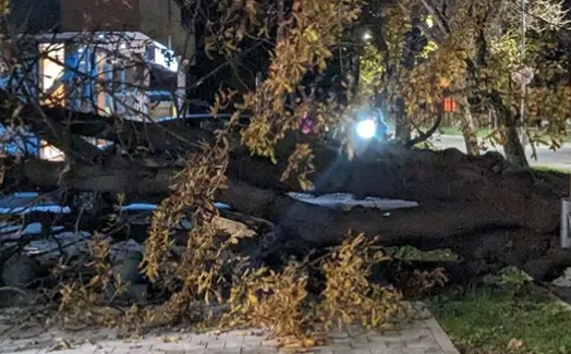 JAK VJETAR U BANJALUCI Palo stablo u centru grada (FOTO)