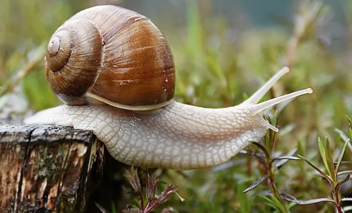 VIC DANA Bježanija u šumi zbog poreske
