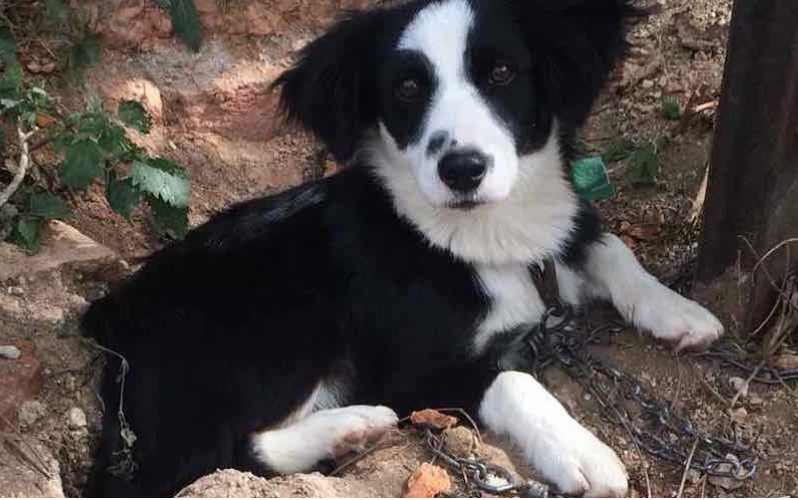 "GLEDAO SAM KAKO GA TRPA U GEPEK" Prnjavorčaninu ukraden pas, nudi nagradu nalazaču
