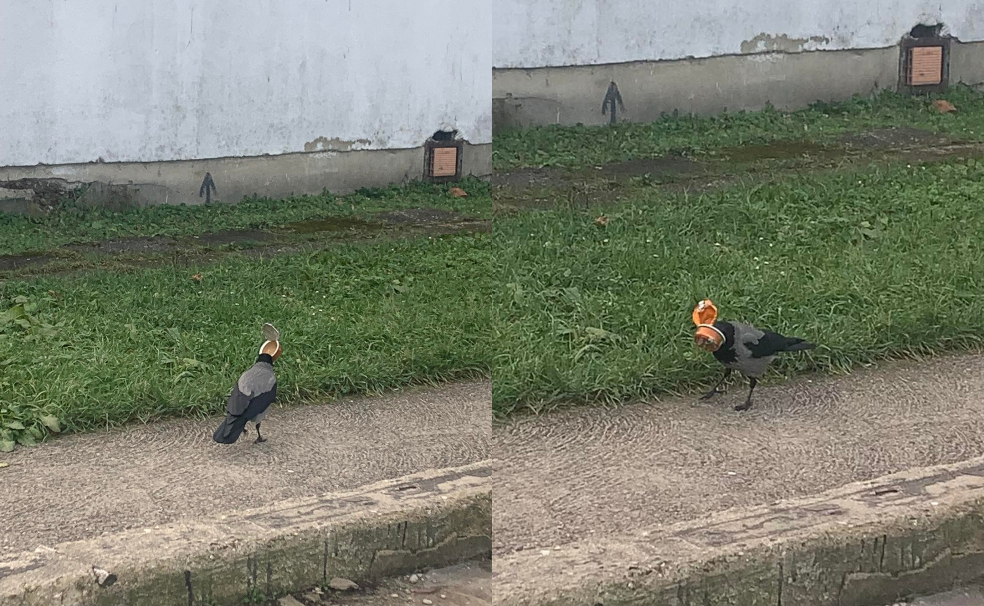 EKONOMSKA KRIZA ILI VISOK DATUM? Zanimljiv prizor u Banjaluci: Vrana odlučila da "omasti kljun" paštetom (FOTO/VIDEO)