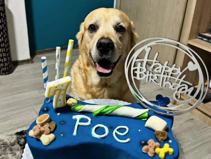 SAZNALI SMO KAKO SE PRAVE TORTE ZA PSE Banjalučanka Danijela Nježić njuškicama uljepšava poseban dan: Trebalo je vremena da ljudi čuju da to neko radi i kod nas (FOTO)