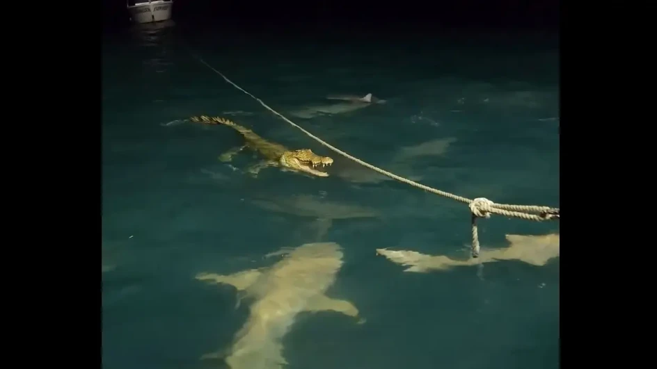 Jato ajkula napalo velikog krokodila: Ovakav obračun nikad prije nije snimljen (VIDEO)