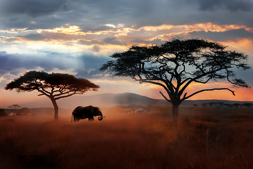 Prva žena koja je sama prepješačila Afriku: Živjela je sa Pigmejima, prešla obale pune krokodila (FOTO)