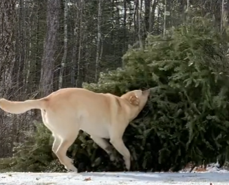 PAS JE ČOVJEKOV NAJBOLJI PRIJATELJ Vlasnik pokazao kako idu pripreme za Božić kada imate labradora (VIDEO)