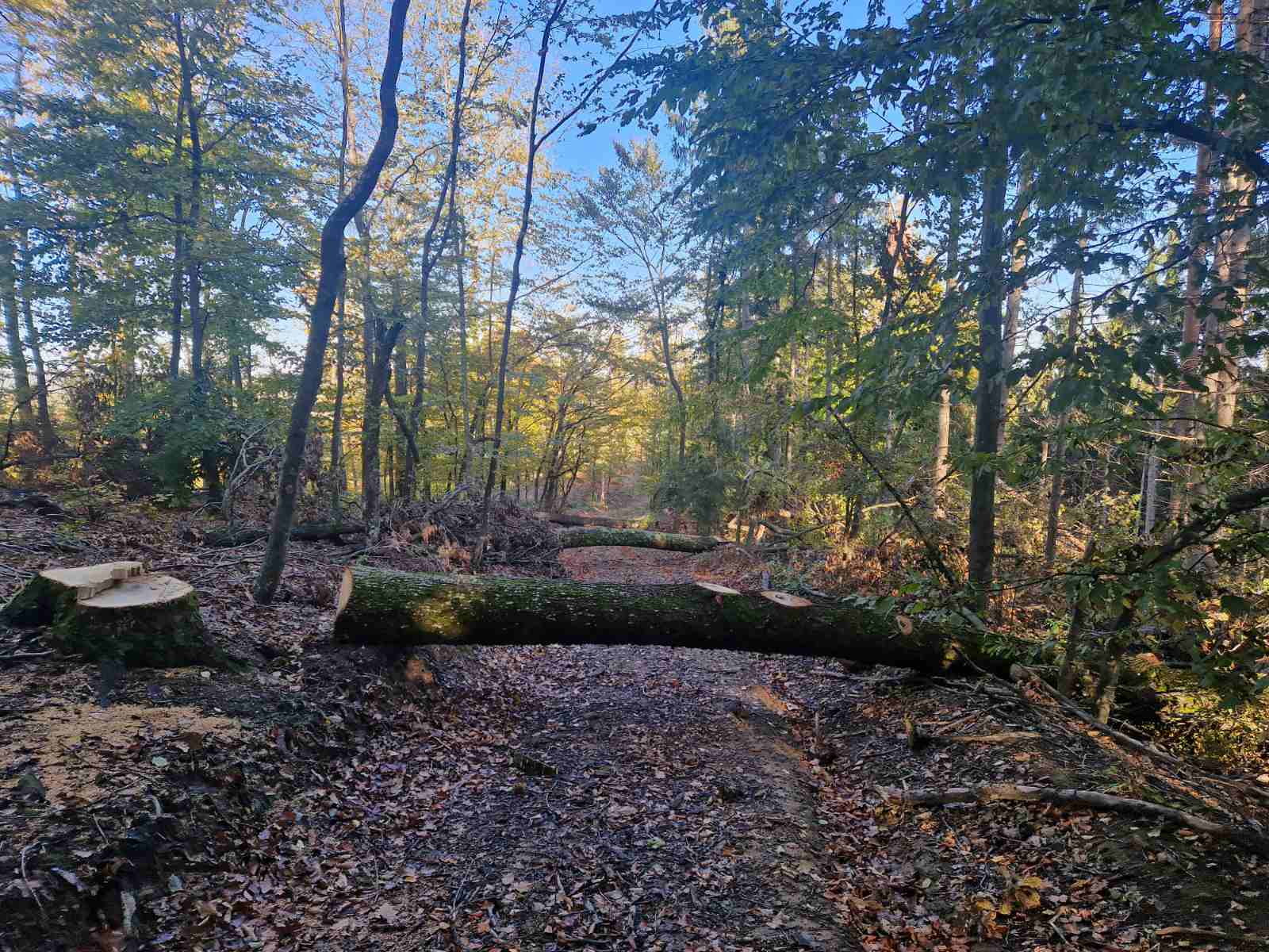 "SVRNULI" 52.000 KM Dvojac osumnjičen da je ukrao šumu i oštetio Nacionalni park “Kozara”