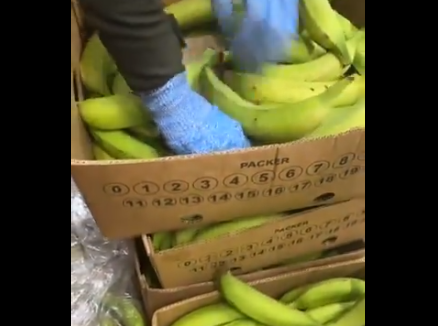 (VIDEO) TREBALO JE DA ZAVRŠI U EVROPI Policija pronašla 2,6 tona kokaina među bananama