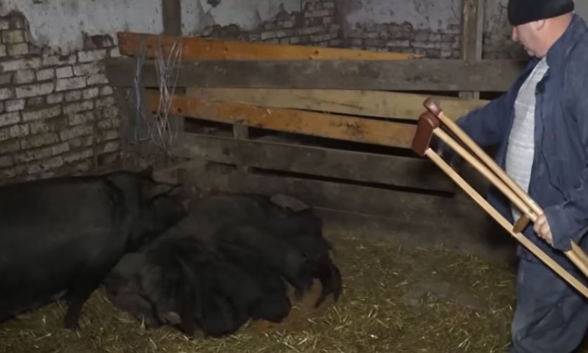 (VIDEO) PONOSNI VLASNIK POSTAO POZNAT PREKO NOĆI Krmača oprasila 22 crna praseta: "Nisam mogao da ih prebrojim"