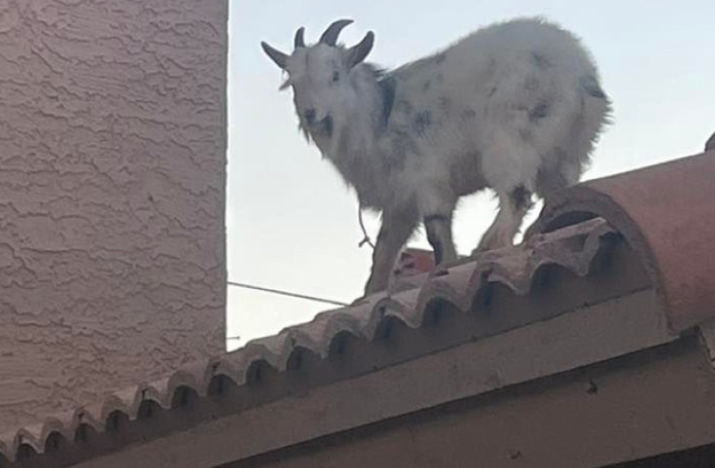 NEOBIČAN ZADATAK Vatrogasci jurili kozu po krovu kuće (FOTO)