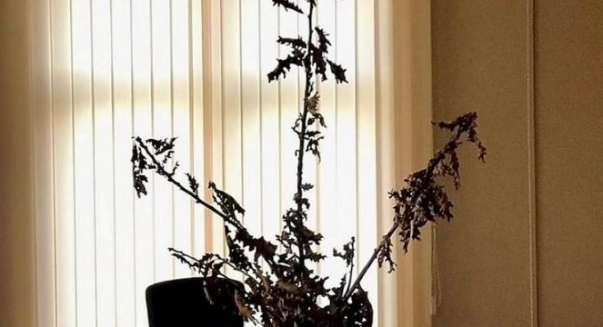 OVO DO SADA NIJE VIĐENO Badnjak u kabinetu zamjenika ministra odbrane BiH