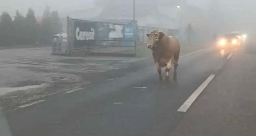 BIK TRČI ULICOM Nesvakidašnja scena u Hrvatskoj (VIDEO)