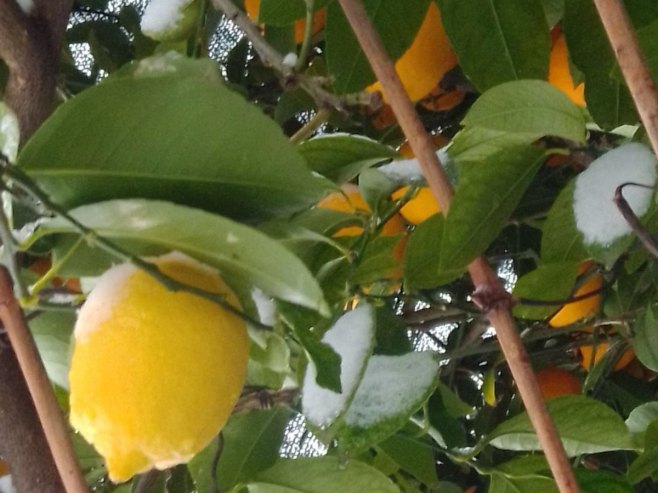 (FOTO) Limun, mandarine i masline prekrivene snijegom u najjužnijem gradu Srpske