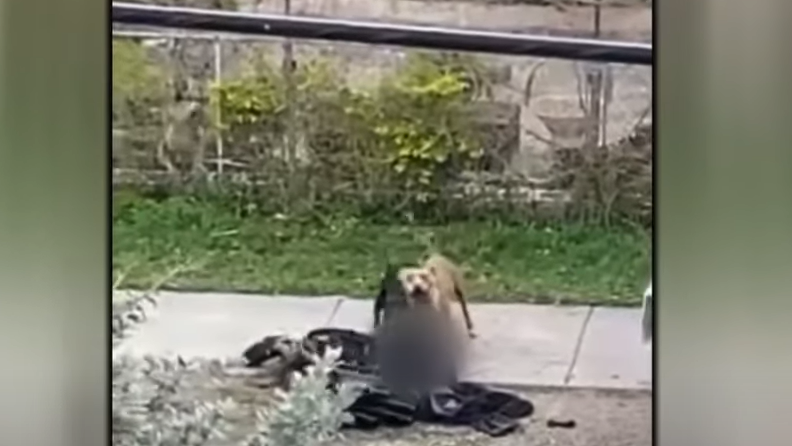 (UZNEMIRUJUĆI VIDEO) PSI KIDALI KOMADE MESA SA TIJELA Pitbulovi napali čovjeka u invalidskim kolicima