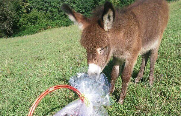 (FOTO) RAJ ZA POSJETIOCE I LJUBITELJE ŽIVOTINJA Vesela farma magaraca kod Prnjavora