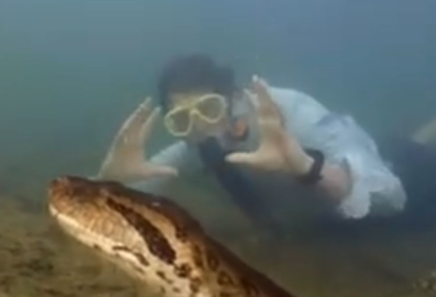 (VIDEO) PRONAĐENA NAJVEĆA ZMIJA NA SVIJETU Zastrašujući snimak: Biolog zaplivao sa zelenom anakondom, glava joj je veličine ljudske