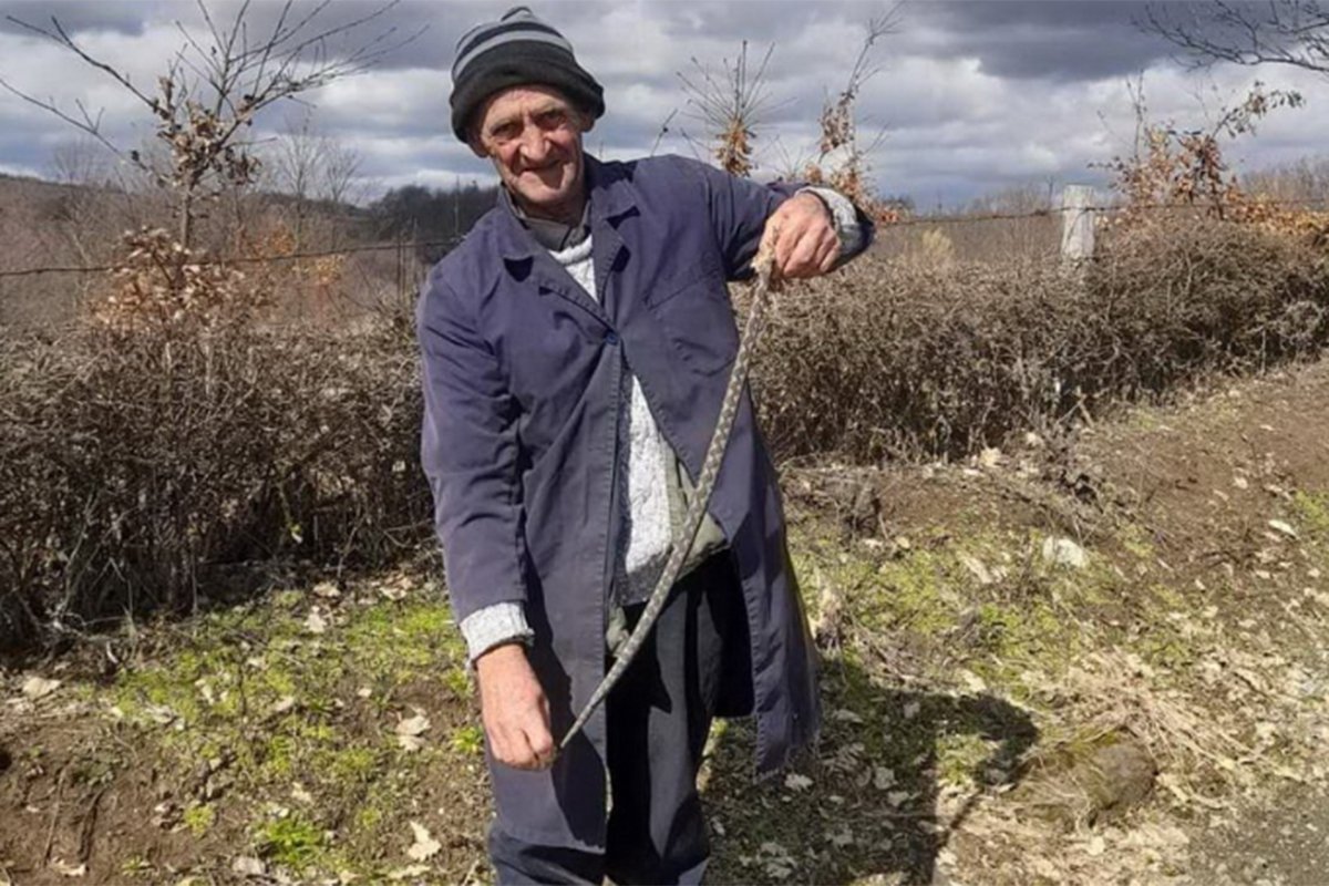 ZMIJE PORANILE OVE GODINE Prijedorčanin Boro (75) uhvatio dva poskoka