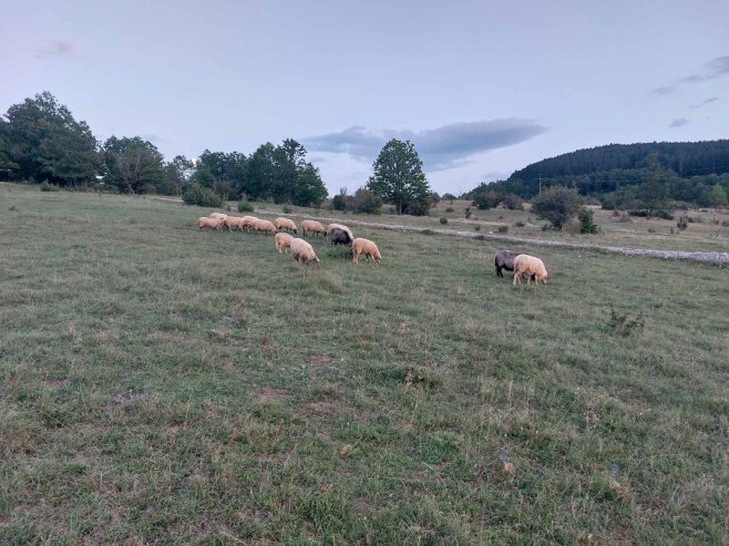 MJEŠTANI ZABRINUTI Vuk napao stado ovaca u Prekaji kod Drvara