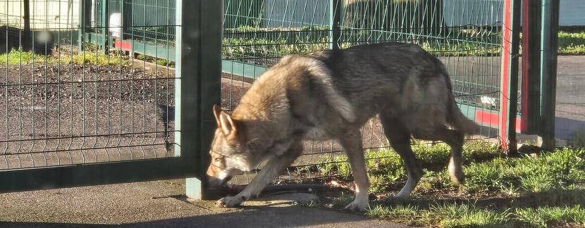 HOROR U SPLITU Muškarac zlostavljao pse i vukove, 69 životinja držao u stravičnim uslovima