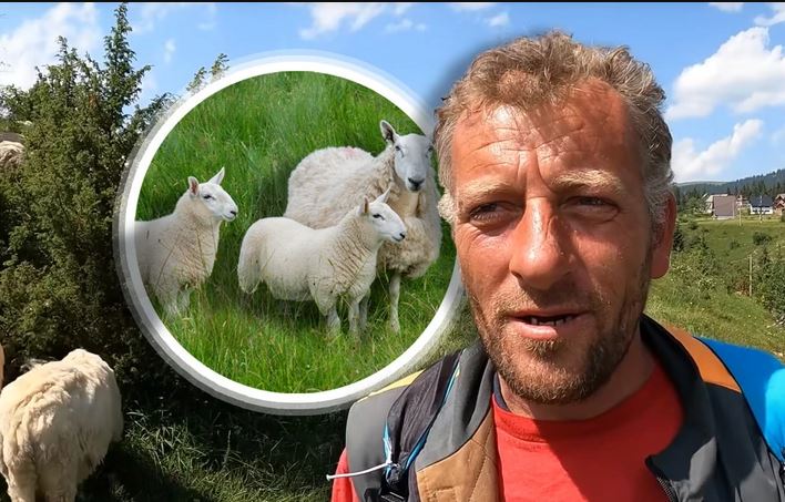 (VIDEO) "TRI ŽENE SU ME OSTAVILE ZBOG OVACA" Ispovijest čobanina Bude o gorštačkom životu na livadama Vlašića