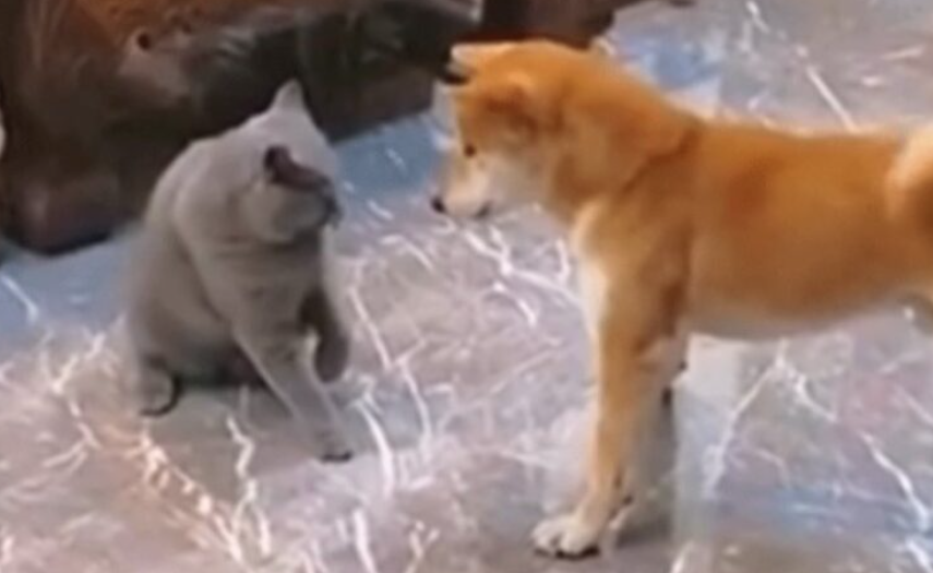 (VIDEO) "STISNULA JE POGREŠNO DUGME" Svađa mačke i psa postala hit na internetu
