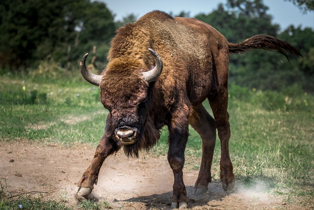 UŽAS U HRVATSKOJ Bik pregazio ženu, preminula u bolnici