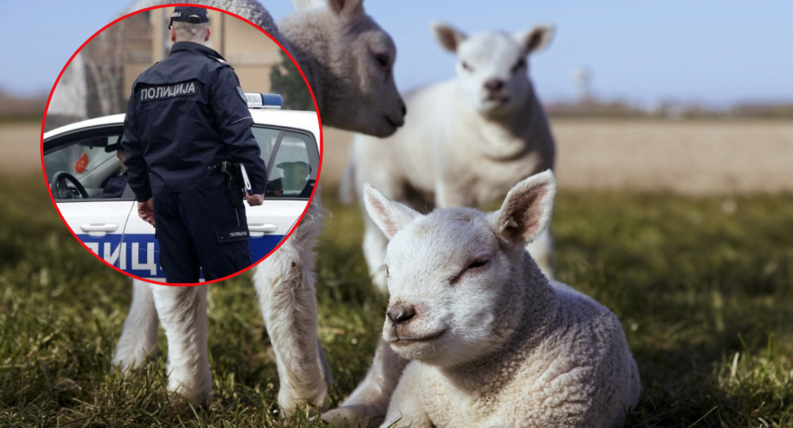 MJEŠTANI STRAHUJU ZBOG DJEČAKA KOJI JE UBIO JAGANJCE Trenutno smješten u zdravstvenu ustanovu: Stručnjaci objasnili kako će se postupati s njim u budućnosti