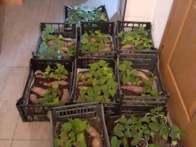 SLATKI KROMPIR IZ BUSNOVA Božana Kantar uzgaja batat na porodičnoj parceli kod Prijedora