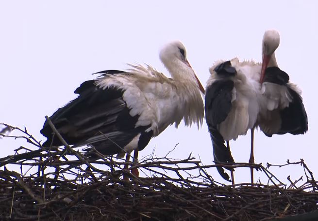 (VIDEO) PONOVO GRADI GNIJEZDO ZA NOVE MLADE RODE Klepetan pronašao novu ljubav, ali i ovog proljeća je prvo posjetio grob svoje Malene