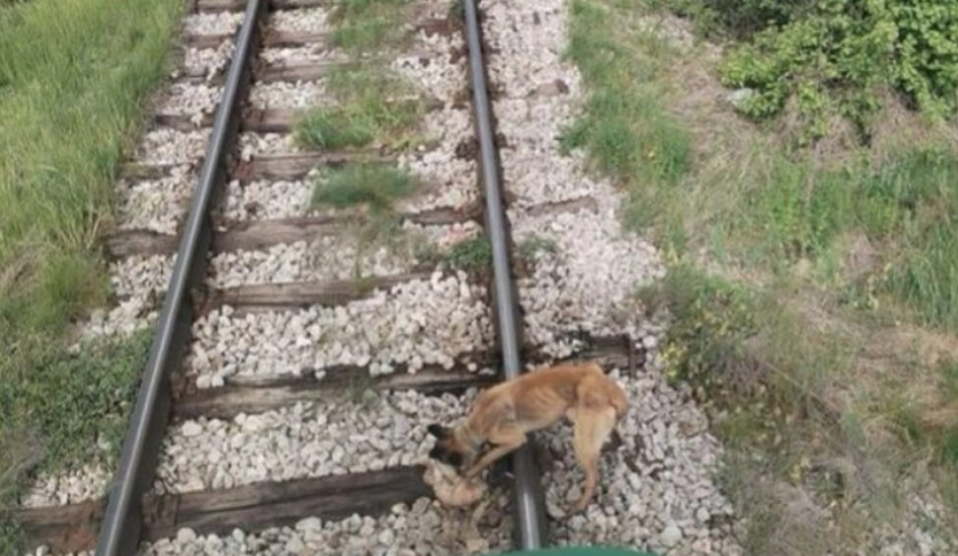 "PORED PRUGE SMO VIDJELI DVA MUŠKARCA" Psa lancem vezali za šine, mašinovođa u posljednjem trenutku zaustavio voz