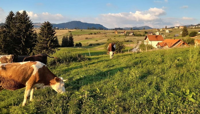 (FOTO) TRAVNIČANKA POMJERILA GRANICE Nije znala ni kravu musti, a od sira zaradila penziju