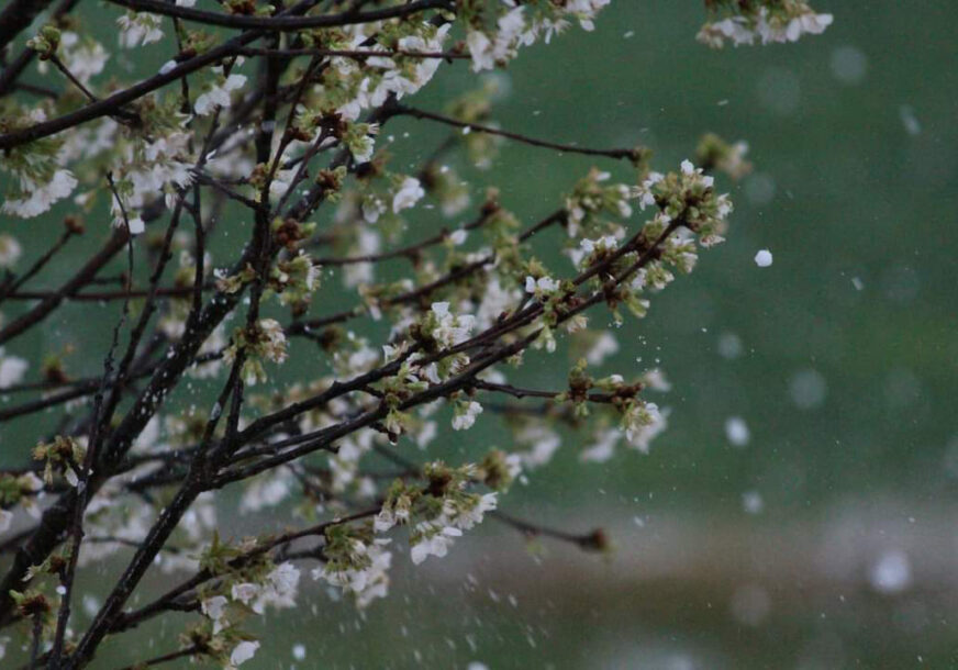 ŠTETE NA POLJOPRIVREDNIM USJEVIMA Nevrijeme protutnjalo Posavinom i Semberijom