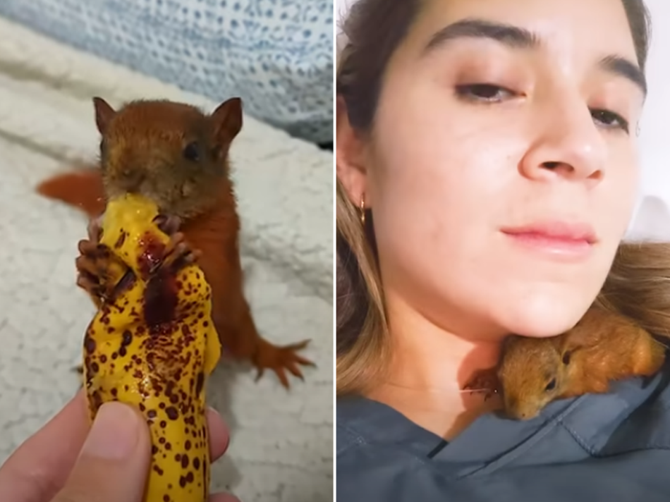 (VIDEO) ŽENA SPASILA BEBU VJEVERICU Životinja joj uzvratila zahvalnost na dirljiv način