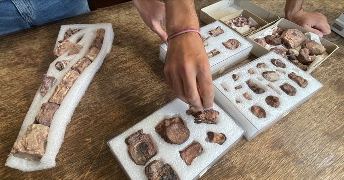 (FOTO) OTKRIVENA NOVA VRSTA DINOSAURUSA Živjela prije oko 90 miliona godina na području današnje Patagonije