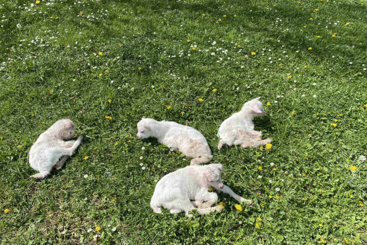 OVO SE NE PAMTI U RIBNIKU Koza ojarila petoro jarića