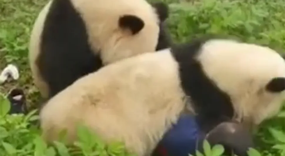 (UZNEMIRUJUĆI VIDEO) JEZIVA SCENA U ZOOLOŠKOM VRTU: Pande napale čuvara pred posjetiocima
