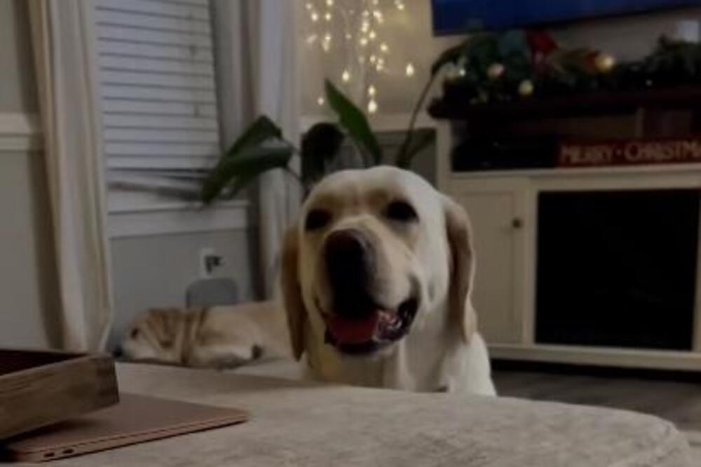 (VIDEO) UZNEMIRENI LABRADOR ODVUKAO RODITELJE KOD KĆERKE U SOBU Kad su je vidjeli na krevetu, sledili se