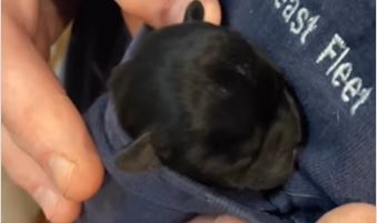 (VIDEO) NEŠTO NAJSLAĐE ŠTO ĆETE VIDJETI DANAS! Ovaj buldog je tako mali da je stao u džep majice
