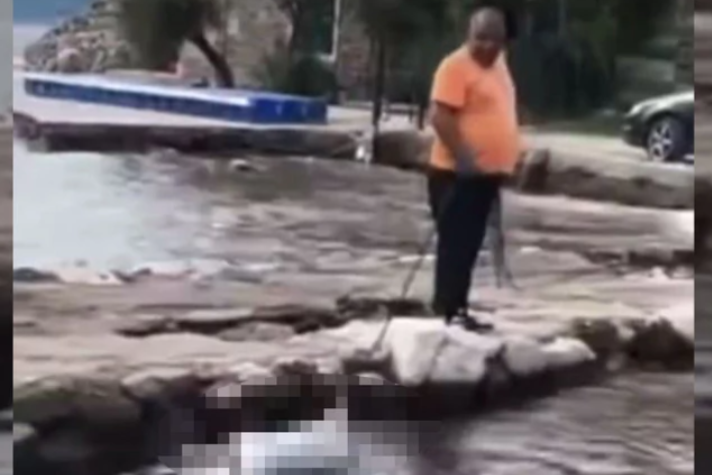 SUROVO UBISTVO ŽIVOTINJE Vezali psa za teg od 20 kilograma, pa ga bacili u more
