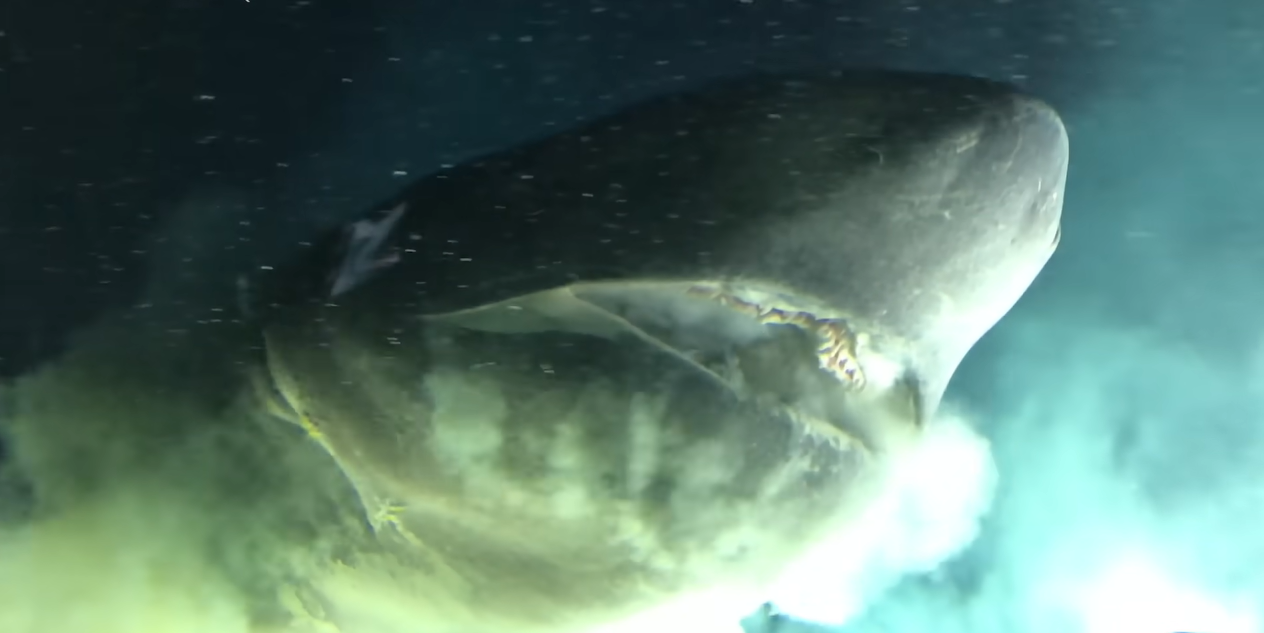 (VIDEO) NISU VJEROVALI ŠTA VIDE Naučnici na dnu mora naletjeli na monstruma iz doba dinosaurusa