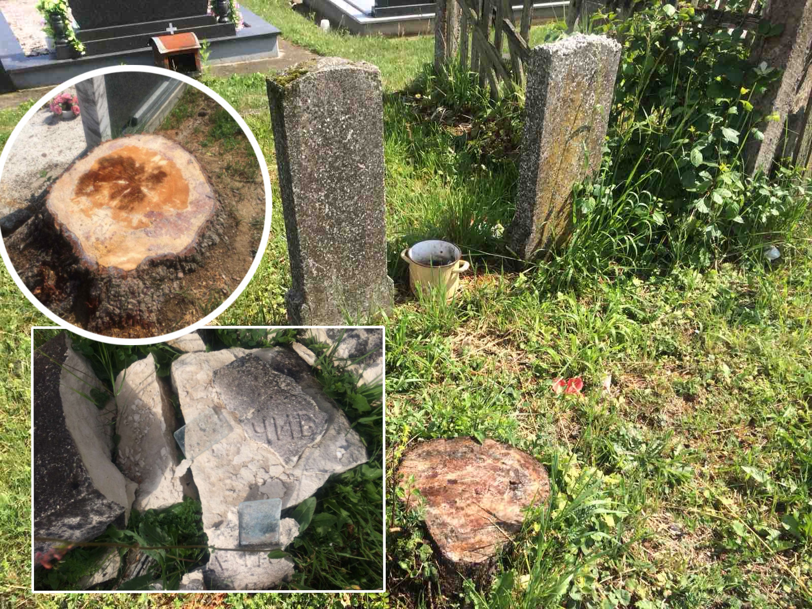 (FOTO) "NISAM NI SVIJEĆE ZAPALIO..." Oskrnavljeno groblje kod Prnjavora, vandali sasjekli i bor star više od 120 godina: Ko god da je ovo uradio, neka ga bude sramota!