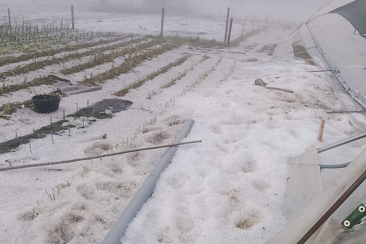 (FOTO) HITNO IM POTREBNA POMOĆ Novi Grad u velikom problemu: Nevrijeme uništilo usjeve
