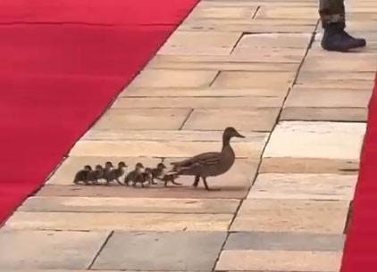 (FOTO) ZA NJIH PROTOKOLI NE VAŽE Nenadani gosti na dočeku Si Đinpinga u Beogradu