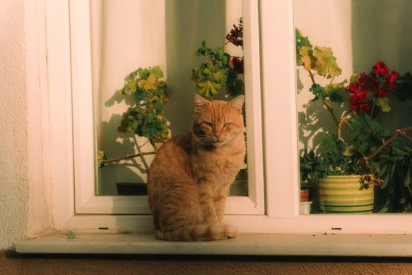 KORISNI SAVJETI Ako vam je nestala mačka nađite je uz pomoć oprobanih trikova