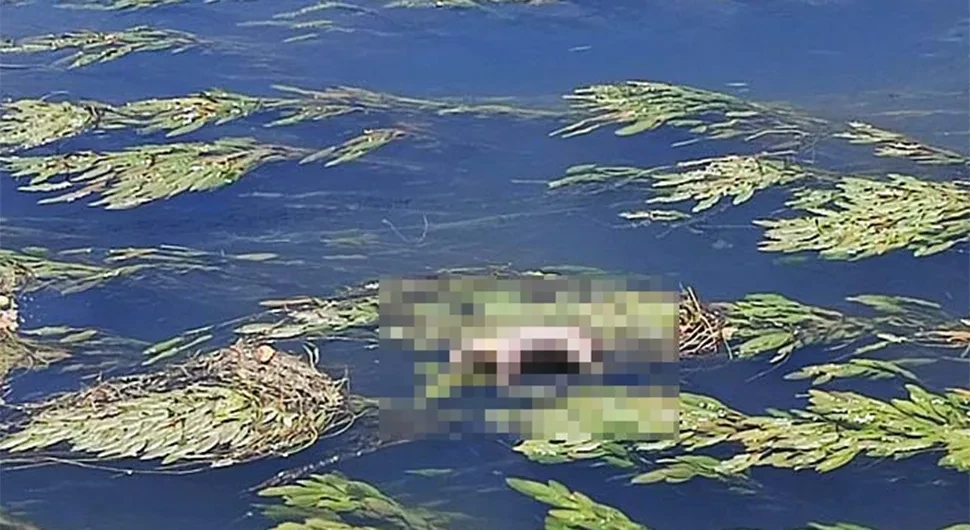 UŽAS U BIJELJINI Leš praseta pluta kanalom
