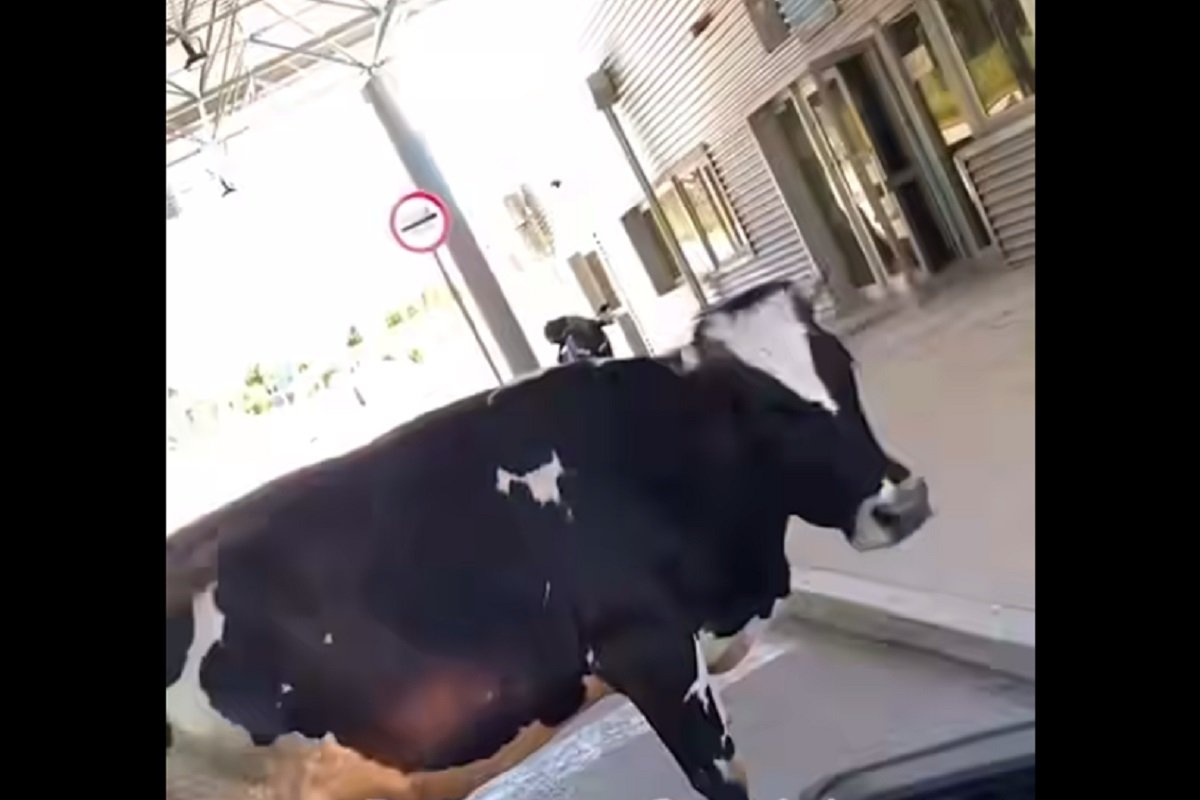 (VIDEO) DALJE NEĆEŠ MOĆI! Krava stala na granicu i blokirala prolaz vozilima