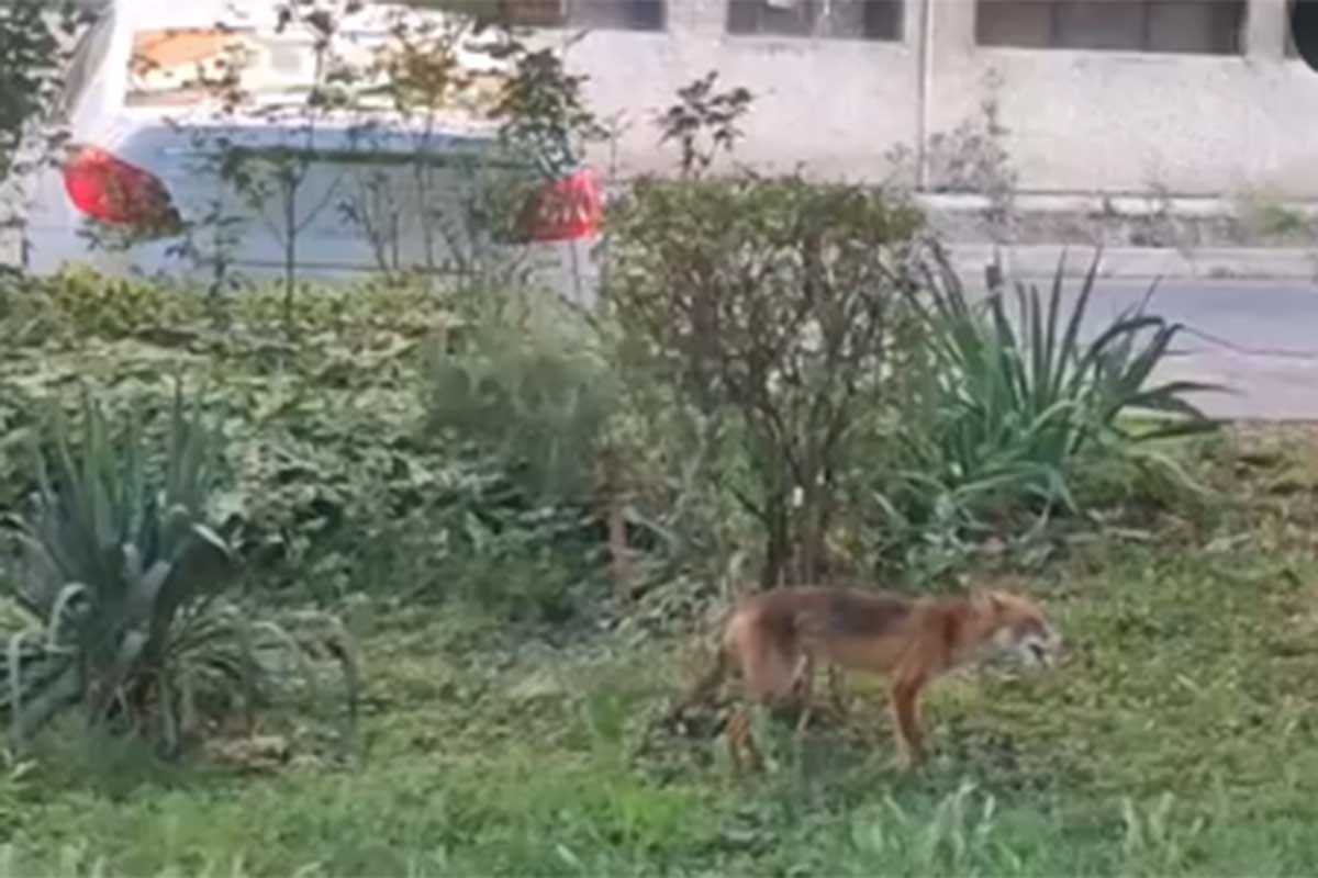(VIDEO) NESVAKIDAŠNJI PRIZOR Lisica prošetala centrom Banjaluke