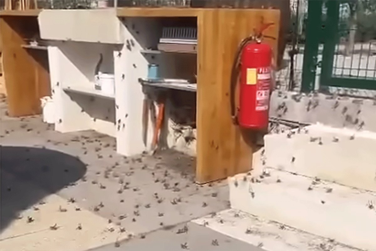 (VIDEO) GRAĐANI ZABRINUTI Najezda zrikavaca u Hrvatskoj