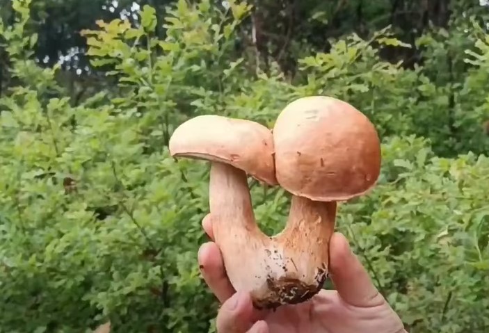 SEZONA JE VRGANJA Gdje ga pronaći i na šta posebno treba obratiti pažnju