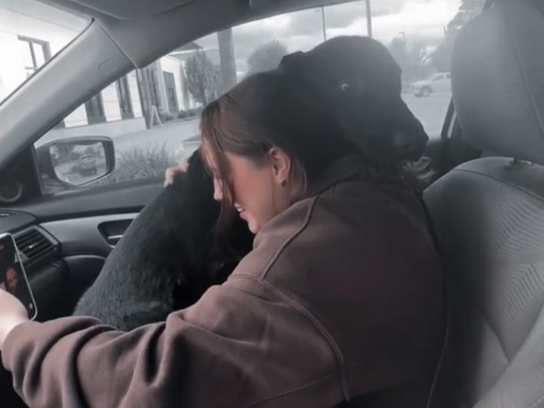 (VIDEO) HUMANOST NA DJELU Snimak udomljenog labradora raznježio milione ljudi