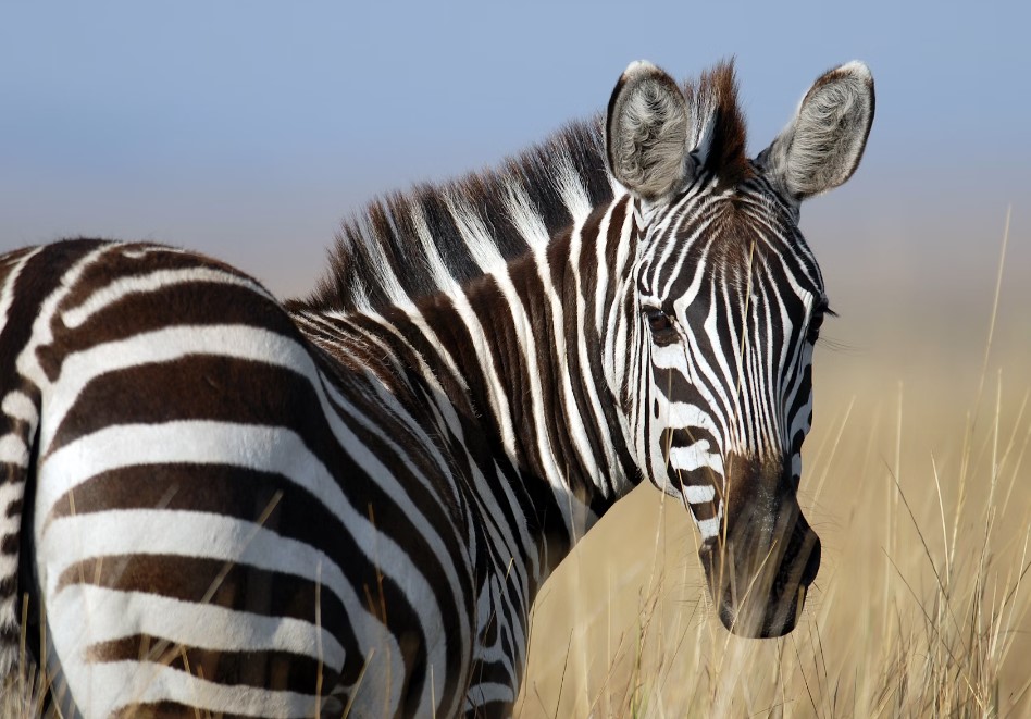 VIC DANA Zašto samo fotografija zebre nije u boji?